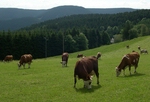 Kuhweide